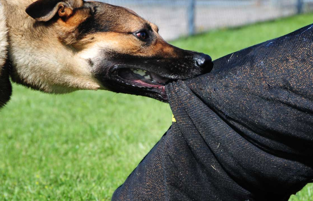 Бишкекте мектептен үйүнө кайтып келе жаткан эки окуучу итке таланды