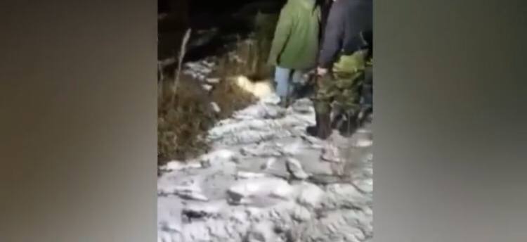 Өлүмүш болуп, аңчылардан качкан чөө. Окуянын видеосу талкуу чордонунда