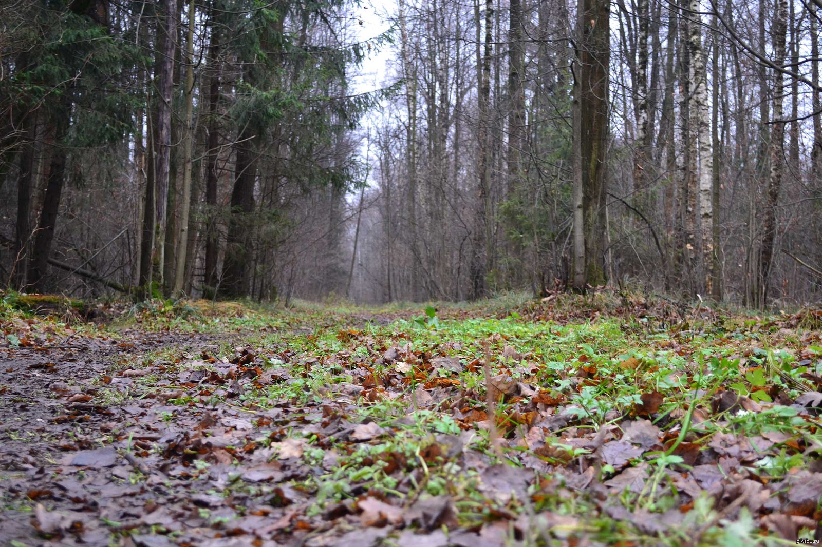 "7 кабыргасы сынган". Жалал-Абаддагы токойдо 20 жаштагы жигит киши колдуу болду