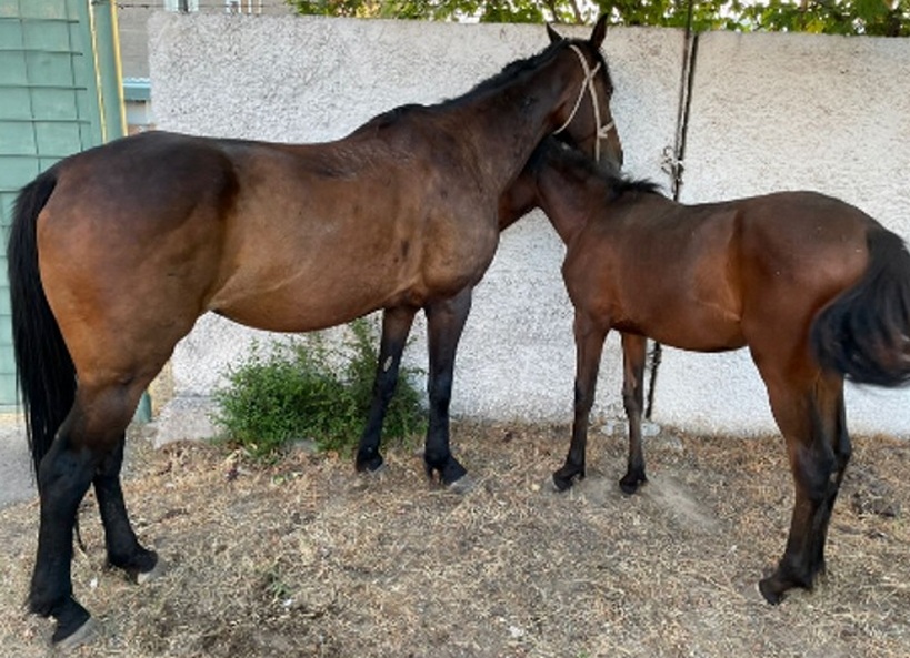 "Унаада бээ менен кулун болгон". Чүйдө мал уурулукка шектүүлөр кармалды