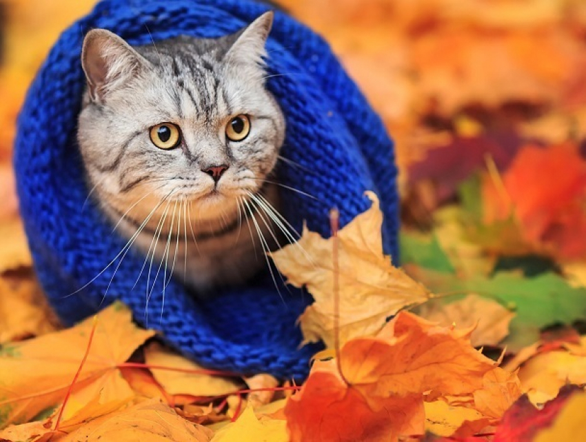 5-ноябрдан тарта күн кескин сууктайт